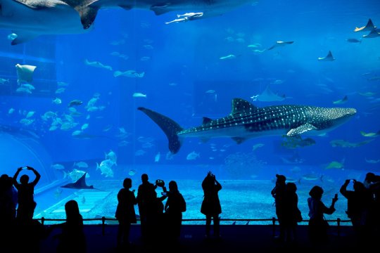 People looking at the fishes at National Aquarium in Baltimore