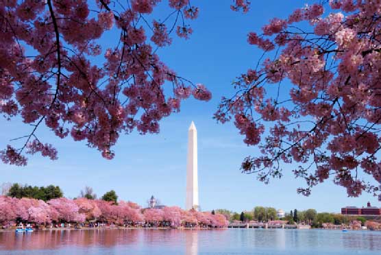 Washington, D.C Cherry Blossom