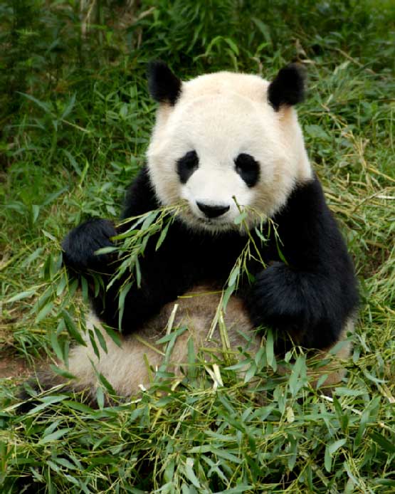 Panda eating grass