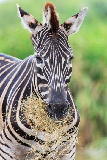 Zebra in national zoo